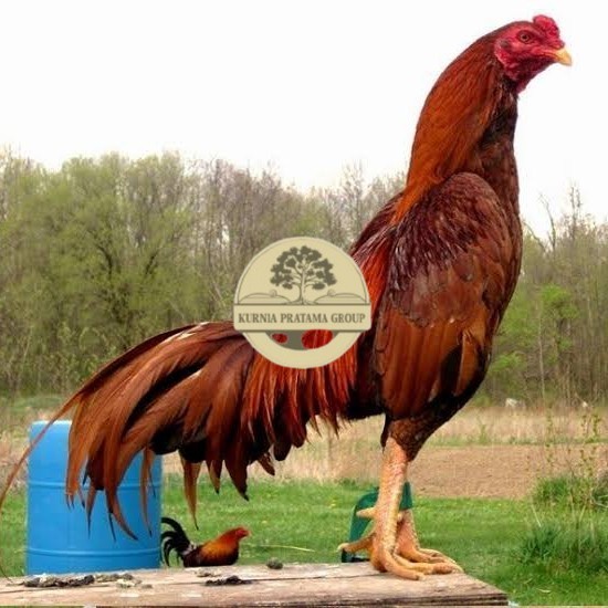

Telur ayam bangkok super petarung aduan fertil untuk ditetaskan KURNIA PRATAMA GROUP