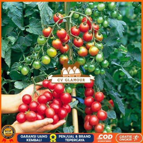 Bibit Tanaman Cerry Tomat / Ceri Tomat Rimbun Bibit Tanaman Super Unggul CV GLAMOUR