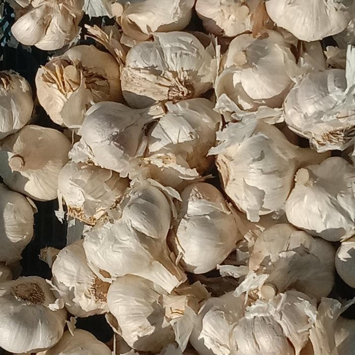 

bawang putih kating 1kg Terlaris