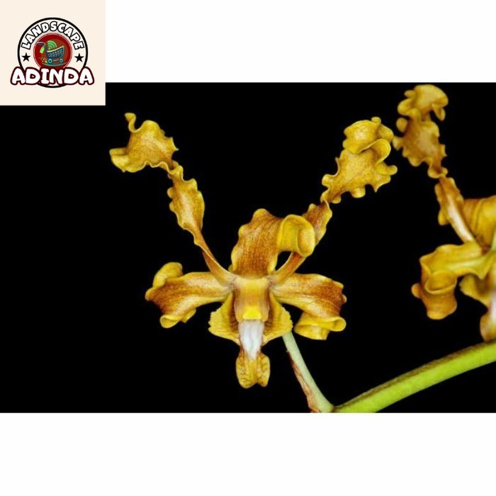 [BISA BAYAR DI TEMPAT] Anggrek Dendrobium Discolor Merauke - 15-25cm