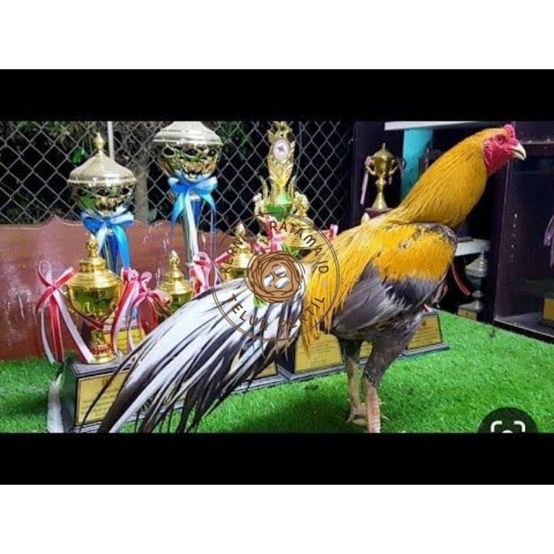

PAKET 3 BUAH TELUR AYAM BANGKOK EKOR LIDI (FRESH) KURNIA PRATAMA ID