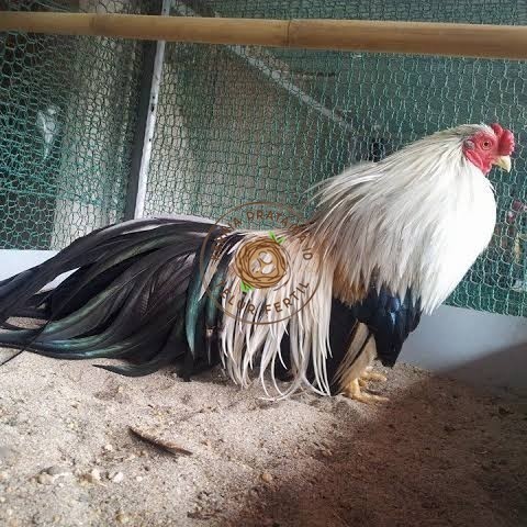 

Telur ayam hias ga tre than chau fertil bisa ditetaskan Langsung KURNIA PRATAMA ID