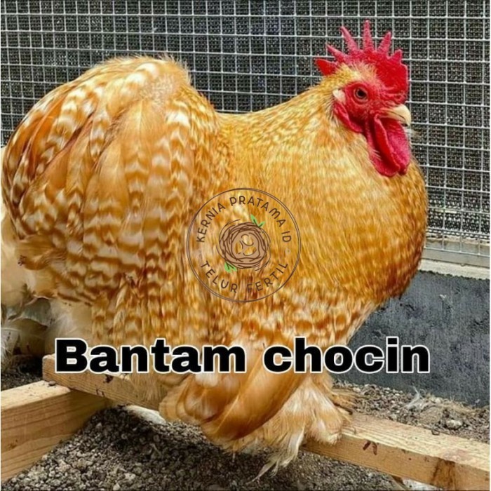

Telur ayam hias bantam chocin fertil ditetaskan - bantam chocin KURNIA PRATAMA ID