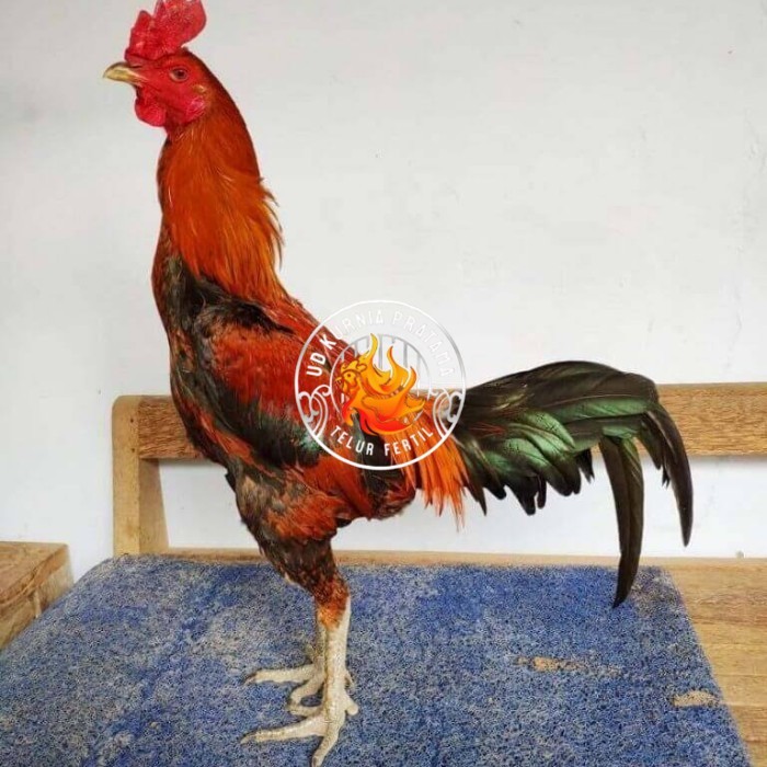 

Telur ayam bangkok pama mangon petarung fertil asli UD KURNIA PRATAMA