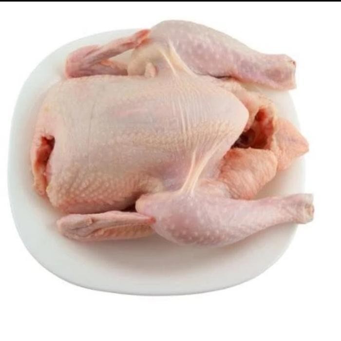 

Ayam Potong Segar Per Ekor Berat -+1.5 kg