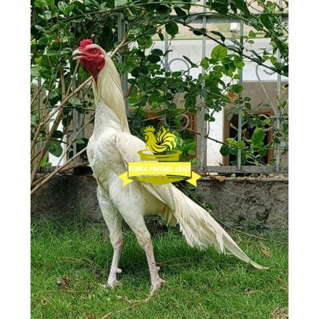 

Telur ayam hias putih nasional bangkok putih fertil siap tetas - ayam nasional KURNIA PRATAMA ABADI