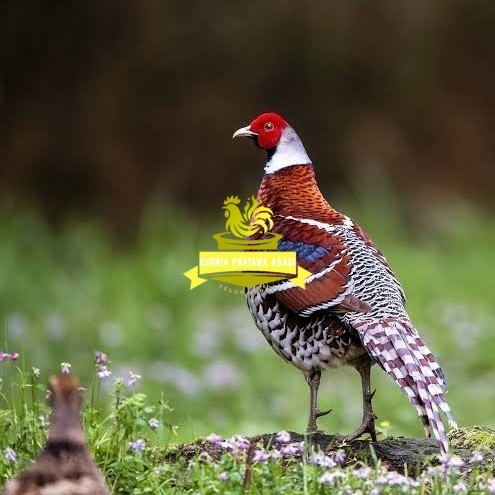 

Telur ayam hias ringneck elliot pheasant fertil bisa ditetaskan KURNIA PRATAMA ABADI
