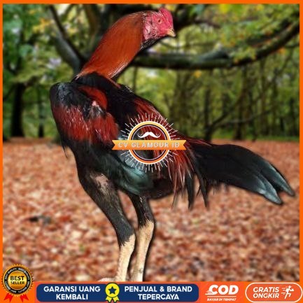 

Telur Ayam Pakhoy Ori Thailand Vertil Siap Di Tetaskan Jaminan Super Ori Bergaransi CV GLAMOUR ID