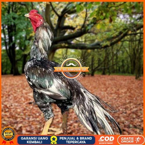 

Telur Ayam Pakhoy Trah Pitt Bull Vertil Siap Di Tetaskan Jaminan Super Oiginal Bergaransi CV GLAMOUR ID