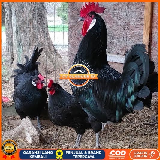 

Telur ayam white face spanish / telur ayam hias fertil siap kirim CV GLAMOUR ID
