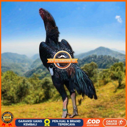 

SHAMO JEPANG TELUR FERTIL FRESH CV GLAMOUR ID