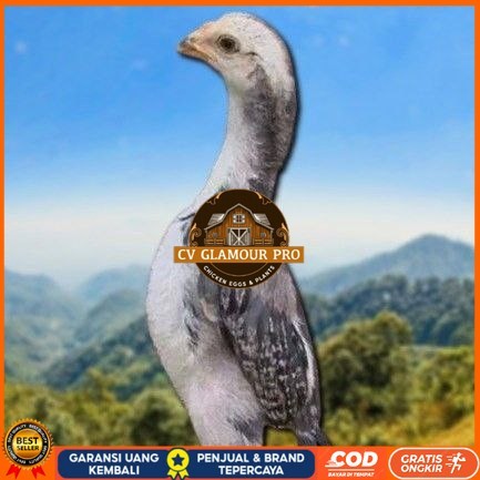 

telur tetas ayam shamo hitam CV GLAMOUR PRO