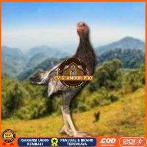 

Shamo Eropa Kelabu .Terlaris (telur fertil) CV GLAMOUR PRO