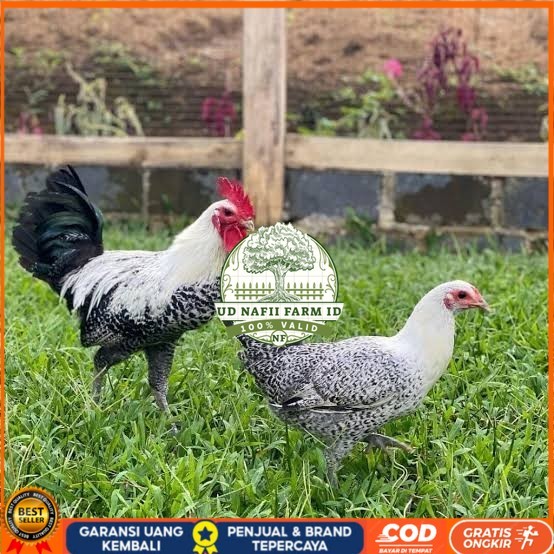 

Telur ayam arab fertil asli siap ditetaskan UD NAFII FARM ID