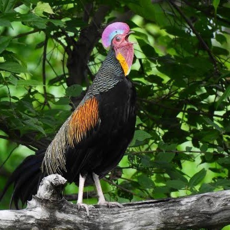 

Telur ayam hutan x jawa / telur ayam hias / telur fertil siap cod UD NAFII FARM ID