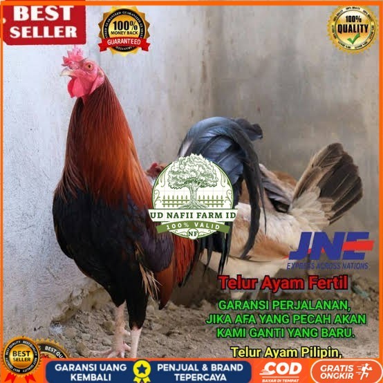 

Telur ayam hias pilipin fertil siap ditetaskan Langsung UD NAFII FARM ID