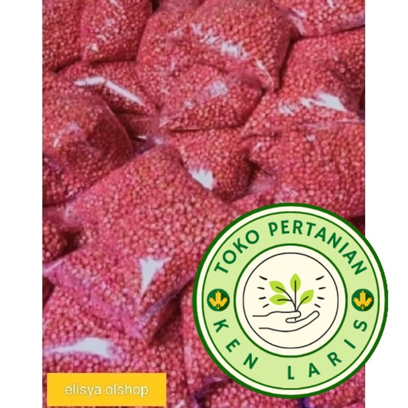 

READY!! BENIH JAGUNG SIAP TANAM ,SUMO,PERKASA,P27,P21,18,JAGO,212, 1KG (B.B.19)