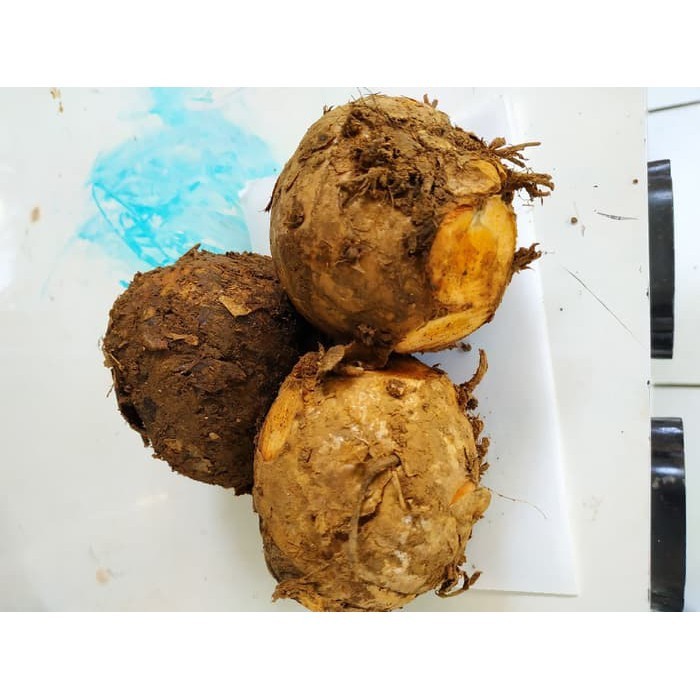 

AZ Gelaskosong11 Temulawak segar 1kg ⠀⠀⠀⠀⠀ KC