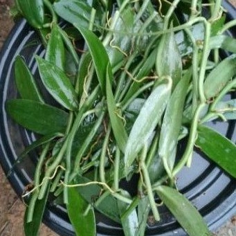 Bibit benih  vanili vanila 20cm terbaik