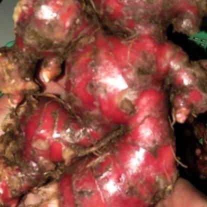 

JAHE MERAH SEGAR / FRESH BERSIH TANPA TANAH 1KG herbal