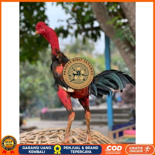 

telur Ayam Ganoi Telur fertil (terlaris) original berkualitas PRADITA BIBIT TANAMAN