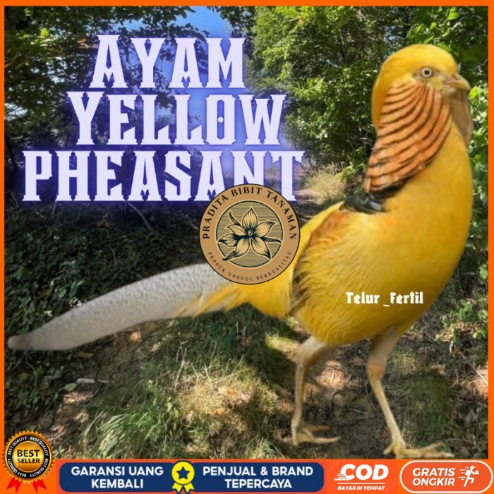 

telur ayam hias yellow pheasent untuk di tetaskan original berkualitas PRADITA BIBIT TANAMAN
