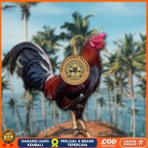 

telur ayam philipin asli AK47 bisa untuk di tetaskan jumbo PRADITA BIBIT TANAMAN