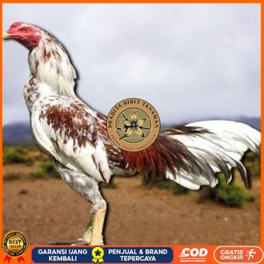 

telur tetas ayam pama berkualitas unggul PRADITA BIBIT TANAMAN