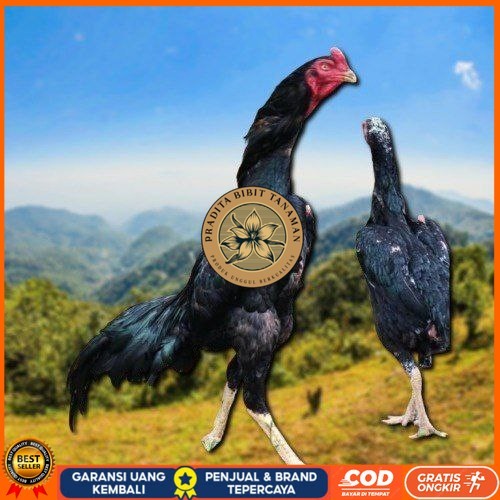 

Shamo Perfeck terlaris 100% PRADITA BIBIT TANAMAN