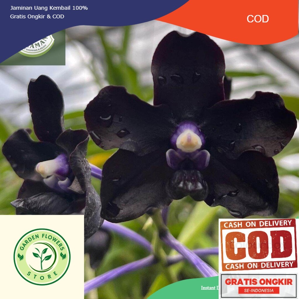 Tanaman Hias Anggrek Dendrobium Black - Anggrek Dendrobium Hitam