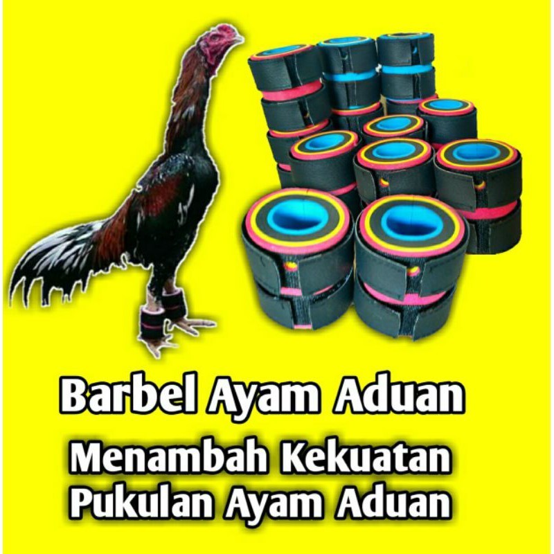 BARBEL AYAM JAGO ADUAN PAKET BEGEL AYAM BANGKOK 500 GRAM SATU PASANG PEMBERAT KAKI AYAM ADUAN kuwali