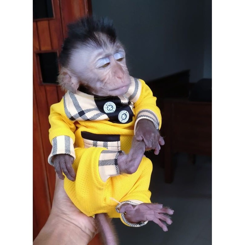 Koko monpai&beruk