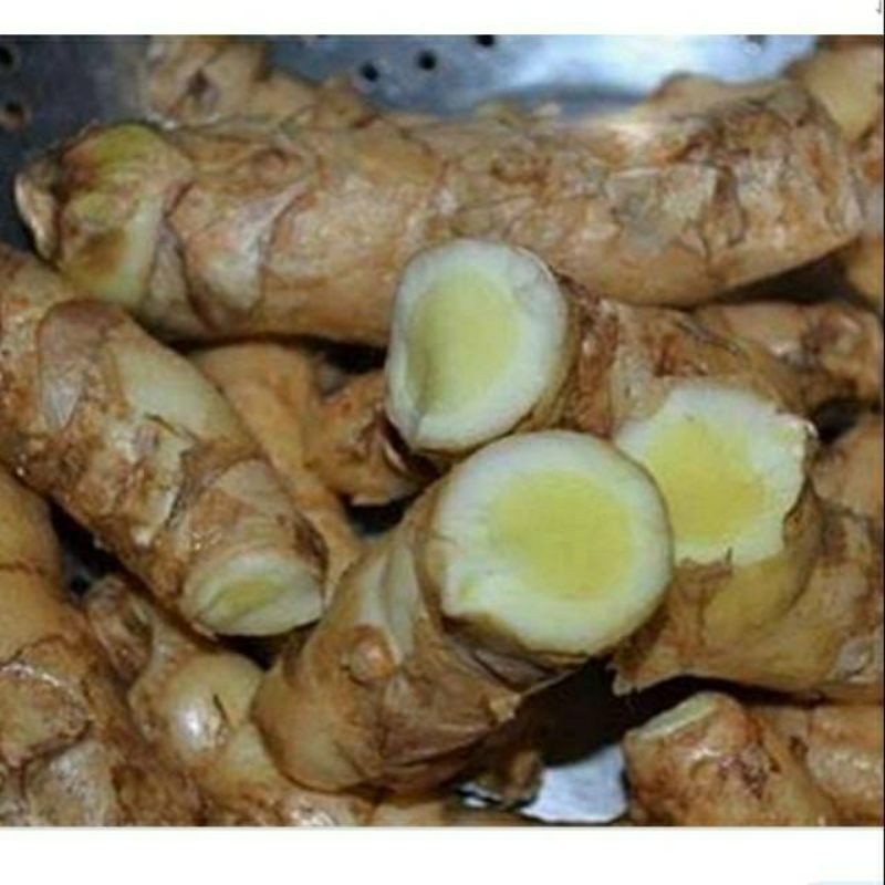 

Gelaskosong11 Temu Mangga 1 kg (temu putih curcuma mangga) KC