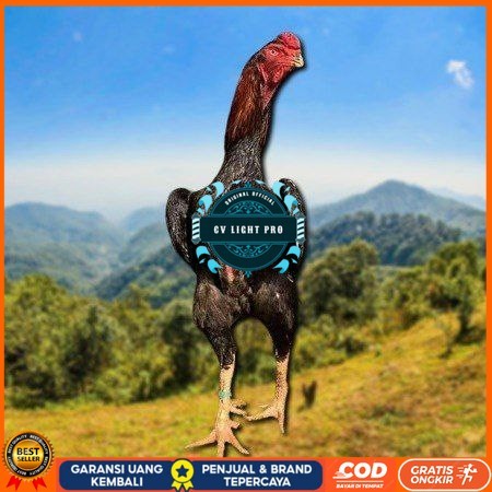

telur ayam shamo eropa ori petarung bisa untuk di tetaskan CV LIGHT PRO