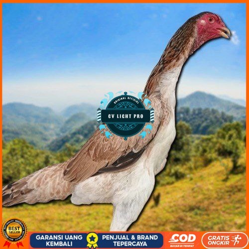 

telur ayam Shamo Japan Balck Tiger terlaris CV LIGHT PRO