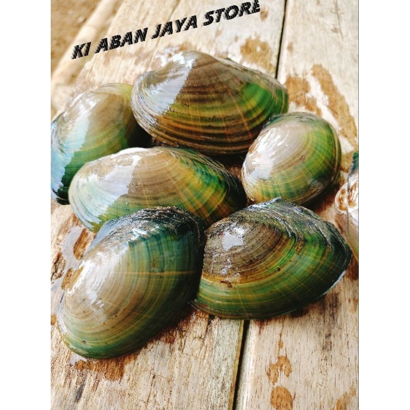 

TB-02 KERANG AIR TAWAR harga satuan