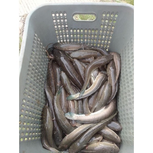 

TB-02 Ikan gabuS 1KG