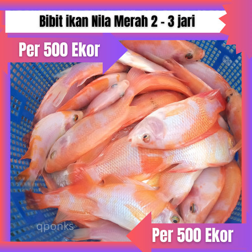 Bibit / benih ikan Nila Merah 2 jari Per 500 Ekor