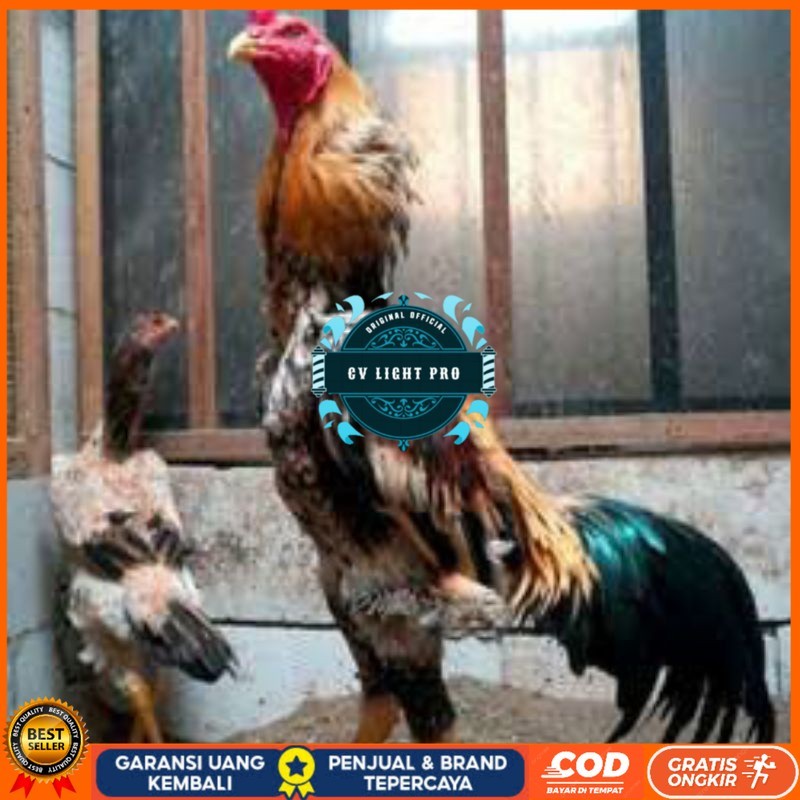 

TELUR TETAS AYAM SHAMO EROPA UNTUK DI TETASKAN CV LIGHT PRO