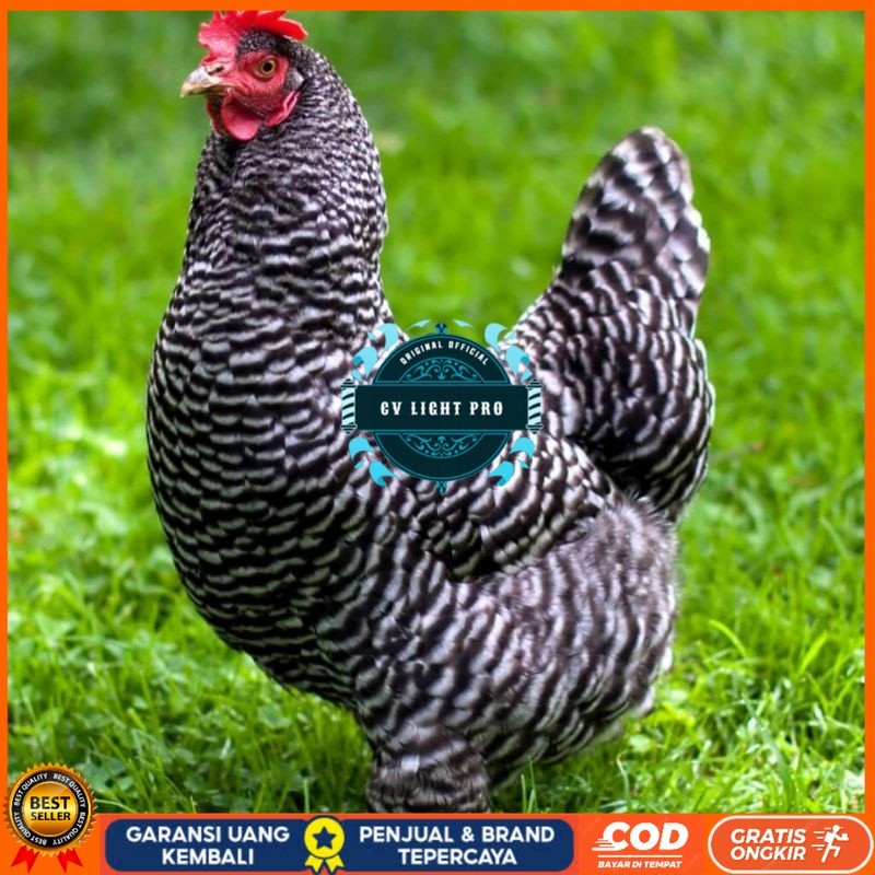 

TELUR AYAM HIAS PETELUR BARRED ROCK UNTUK DI TETASKAN CV LIGHT PRO