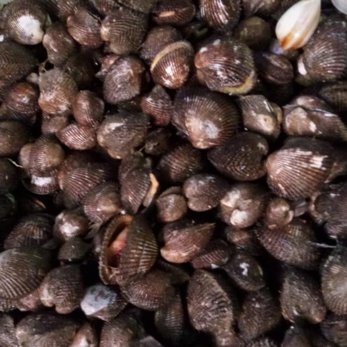 

Kerang Bulu 1 kg