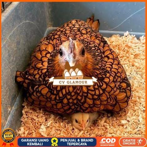 

Telur ayam serama kate batik kanada telur ayam hias fertil siap cod CV GLAMOUR