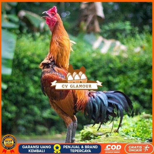 

Telur ayam bangkok pama mangon petarung fertil siap ditetaskan CV GLAMOUR