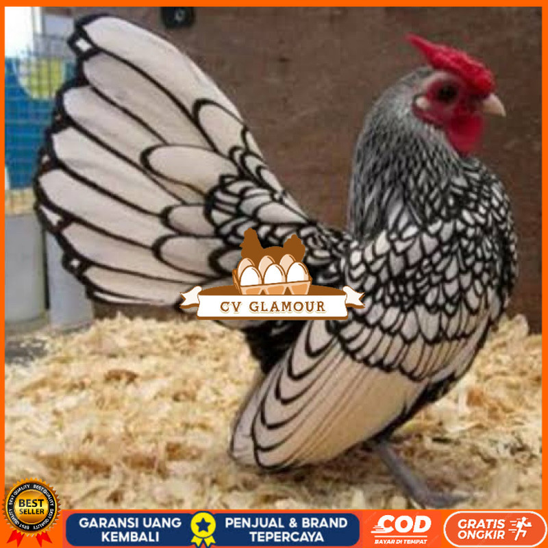

TELUR FERTIL AYAM BATIK ITALY UNTUK DI TETASKAN CV GLAMOUR