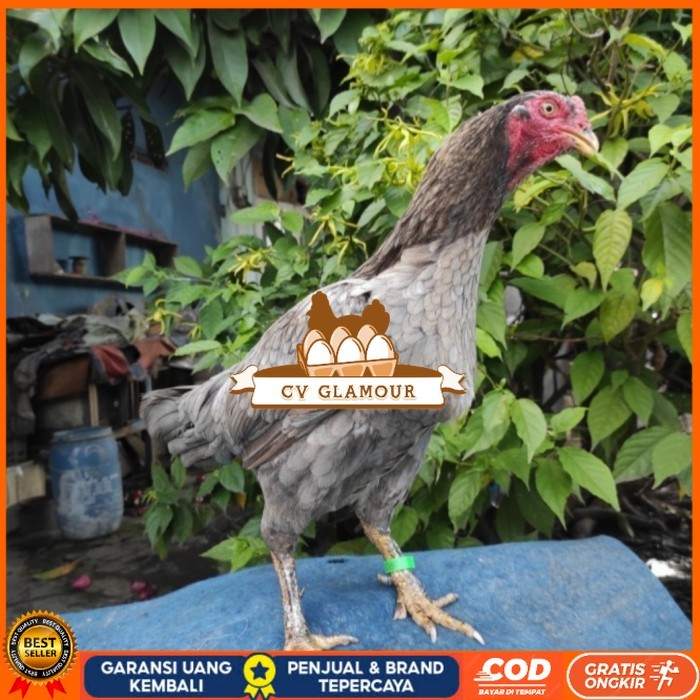 

Telur ayam bangkok birma fertil / ayam petarung aduan untuk ditetaskan Langsung CV GLAMOUR