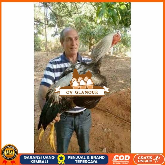 

Telur ayam gorila / gorilla jumbo fertil siap ditetaskan CV GLAMOUR