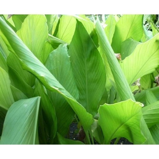 

New Promo DAUN KUNIR SEGAR (DAUN KUNIR MUDA) 500gram (B_S) .