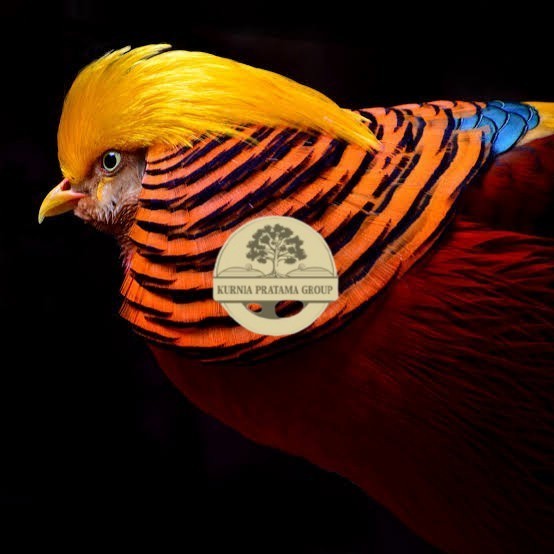 

Telur ayam ringneck golden pheasant telur ayam hias fertil siap kirim KURNIA PRATAMA GROUP