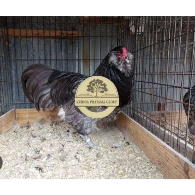 

TELUR AYAM HIAS AMERAUCANA UNTUK DI TETASKAN KURNIA PRATAMA GROUP