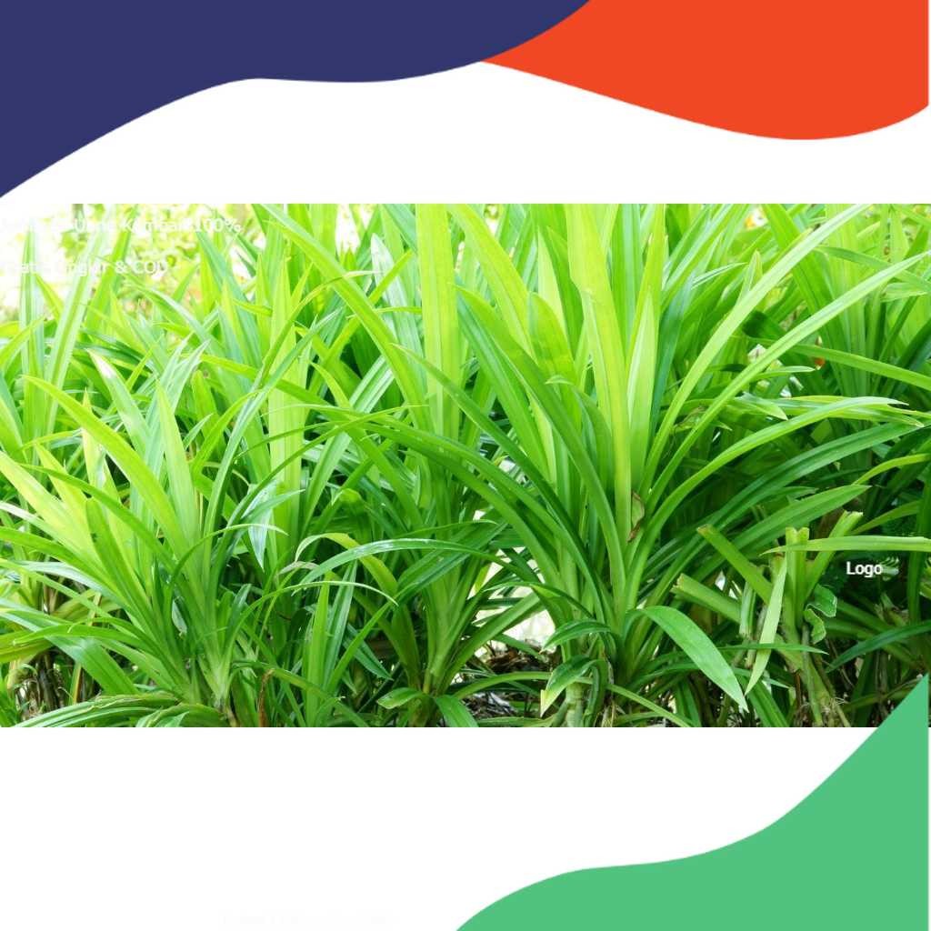 

DAUN PANDAN WANGI DAN SEGAR (1 LEMBAR)